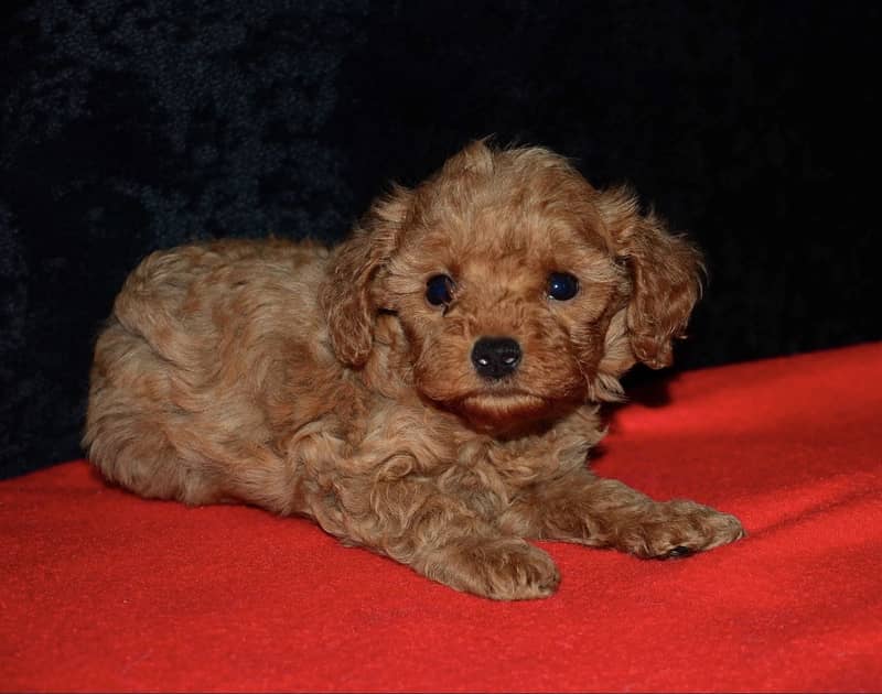 Poodle 0