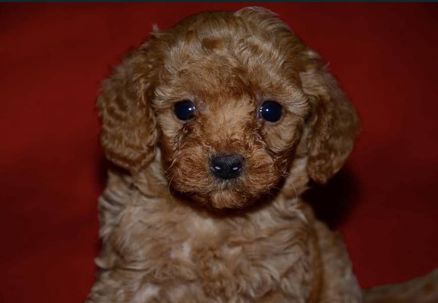 Poodle 1