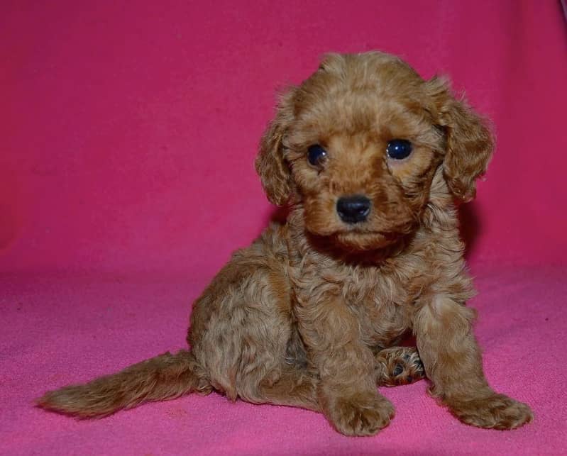 Poodle 2