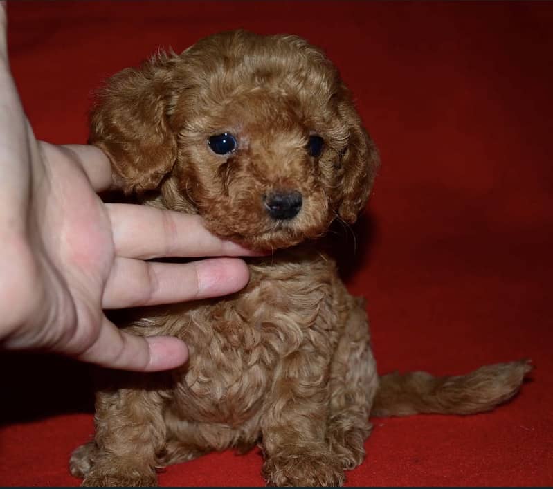 Poodle 3