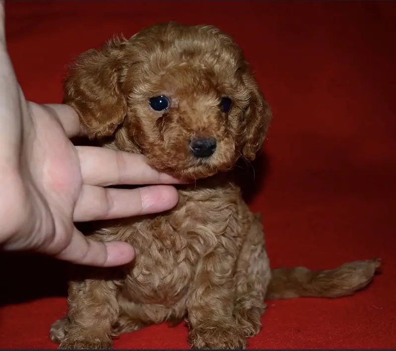 Poodle — photo 4