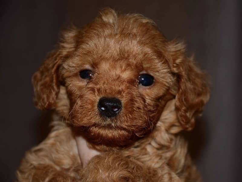 Poodle 4