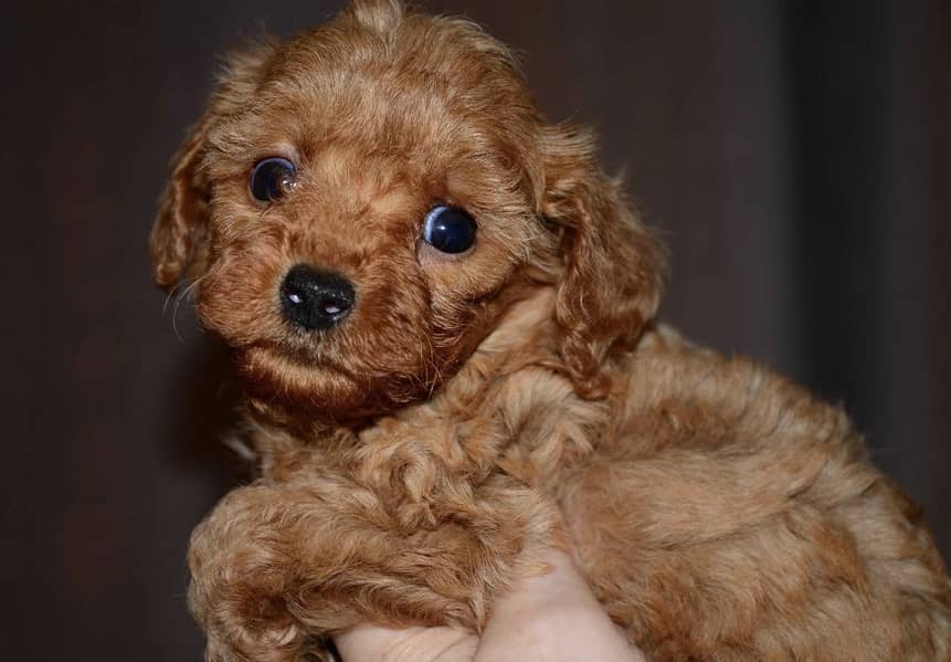 Poodle 5