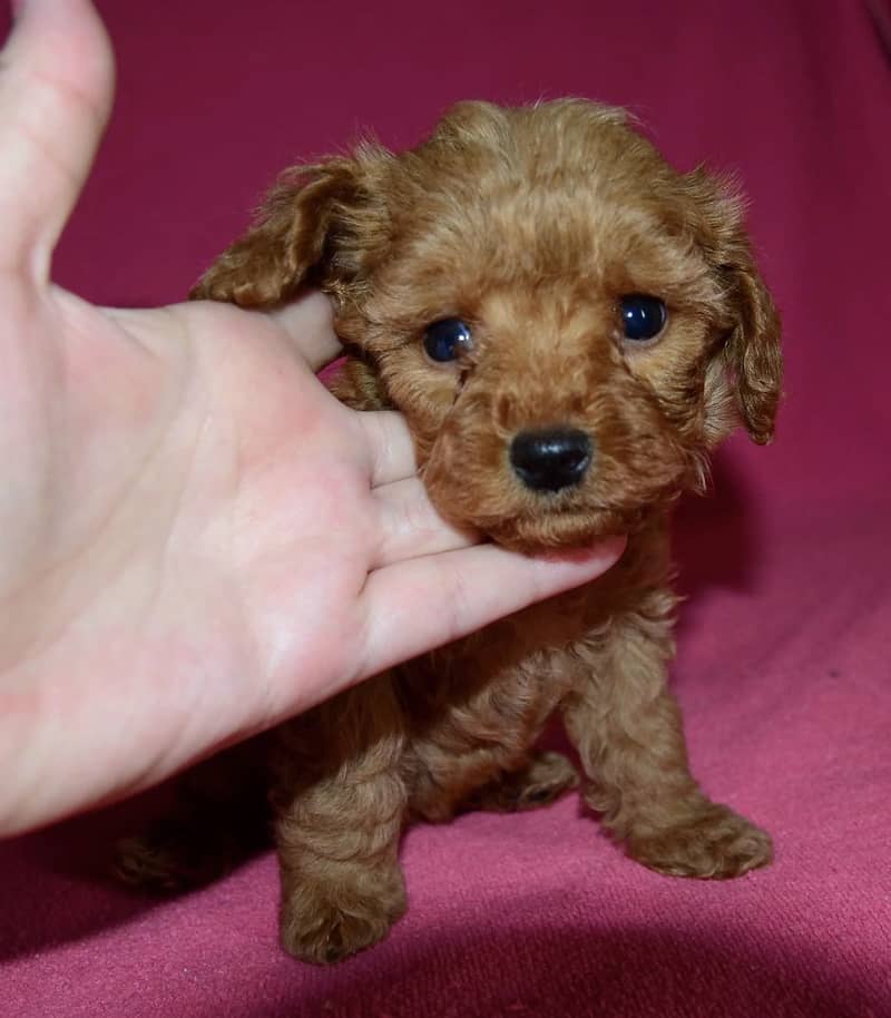 Poodle 6