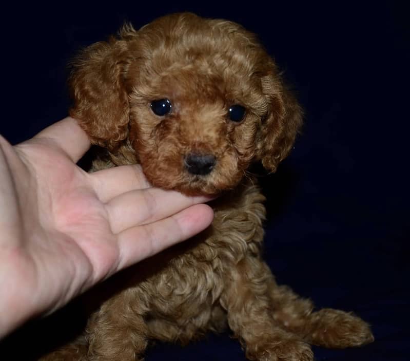 Poodle 7