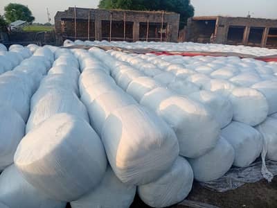 Corn Silage | Excellent Quality | Export Quality