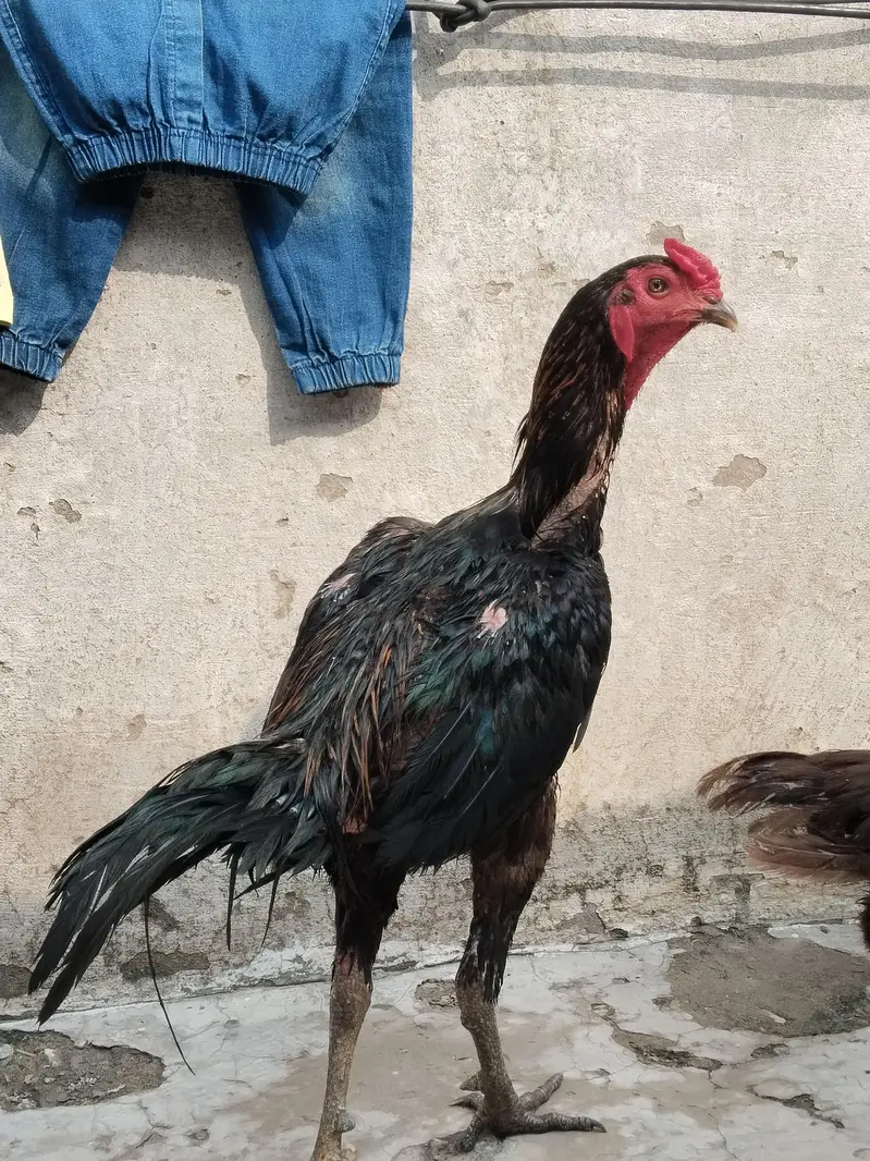 خوبصورت صحت مند مرغا فروخت کے لیے — photo 2