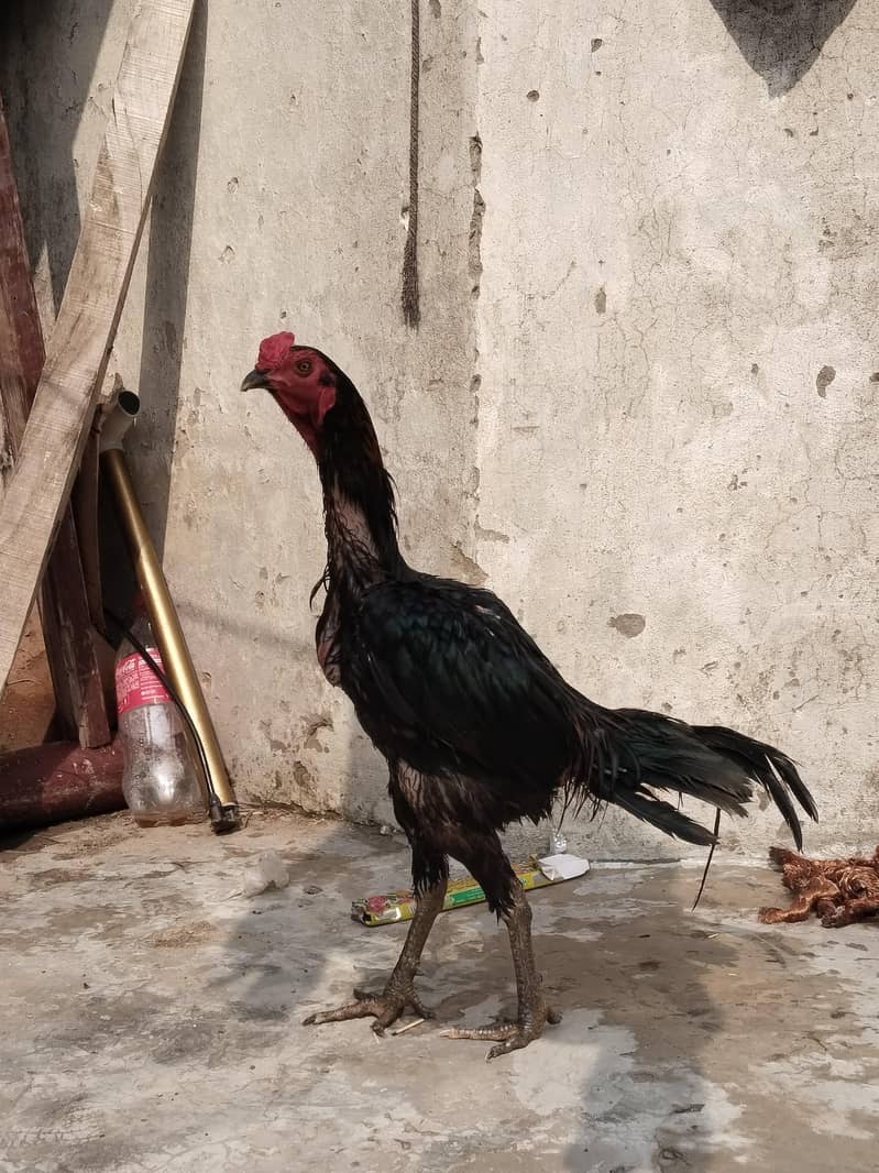 خوبصورت صحت مند مرغا فروخت کے لیے 2