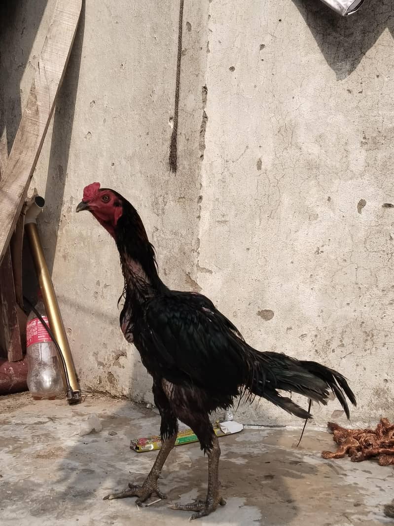 خوبصورت صحت مند مرغا فروخت کے لیے 3