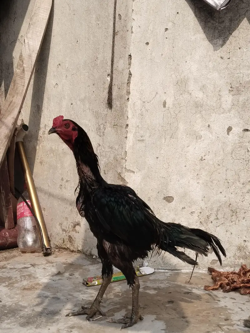 خوبصورت صحت مند مرغا فروخت کے لیے — photo 4