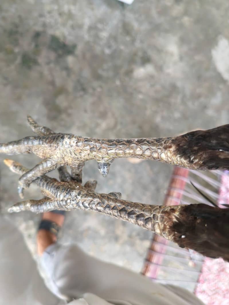 خوبصورت صحت مند مرغا فروخت کے لیے 5