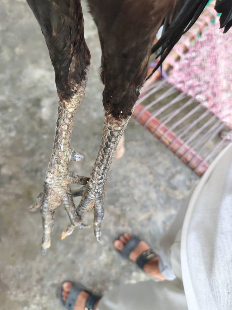 خوبصورت صحت مند مرغا فروخت کے لیے 6