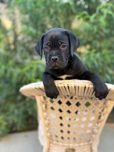 Cane corso