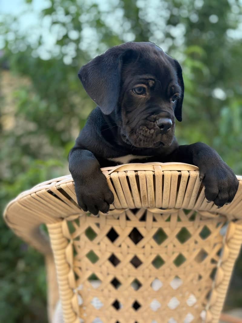 Cane corso 1