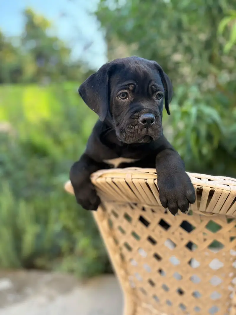Cane corso — photo 3