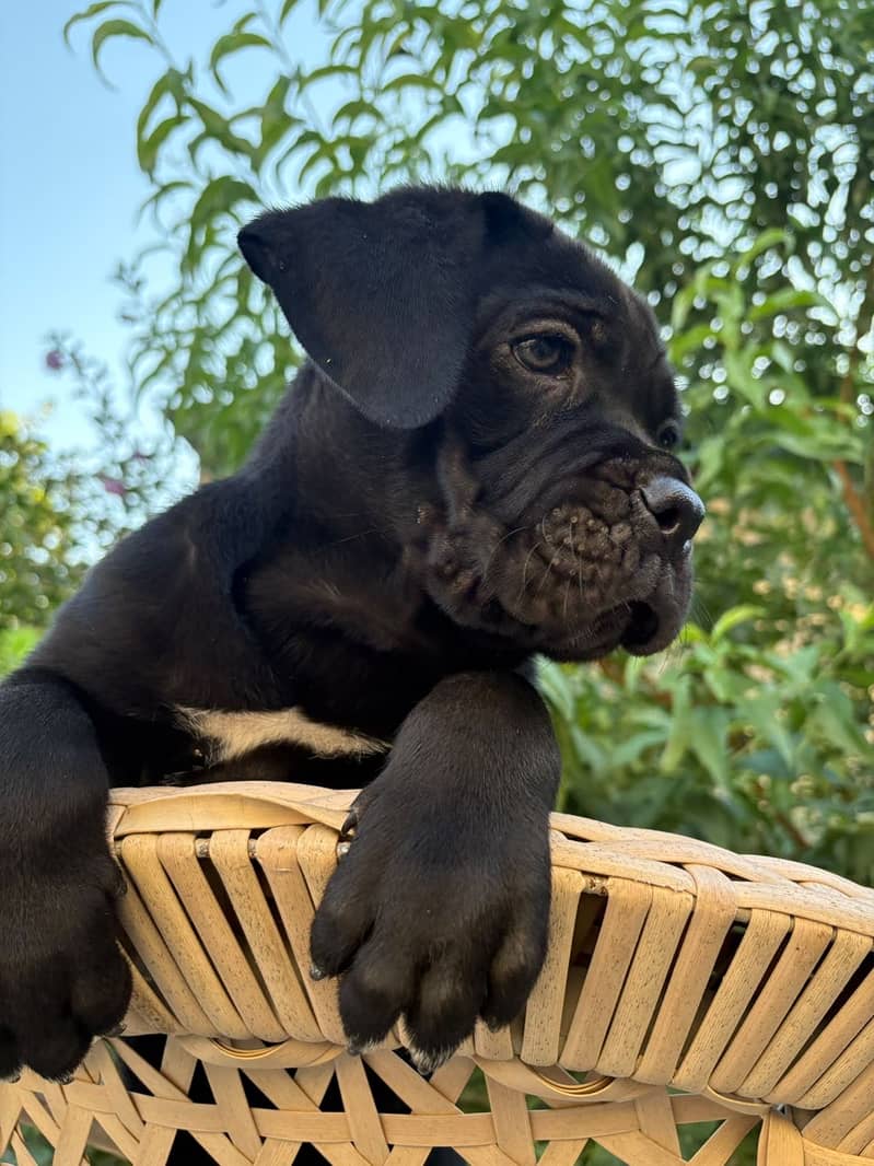 Cane corso 3