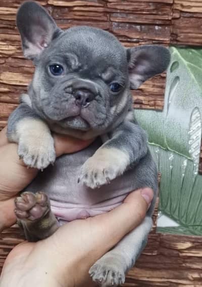 French bulldog