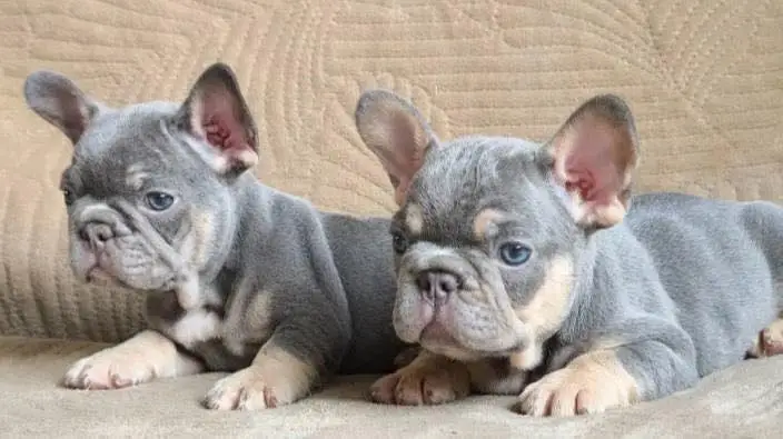 French bulldog — photo 3