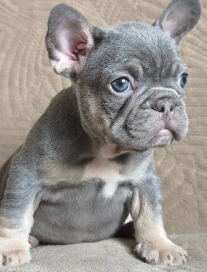 French bulldog — photo 4