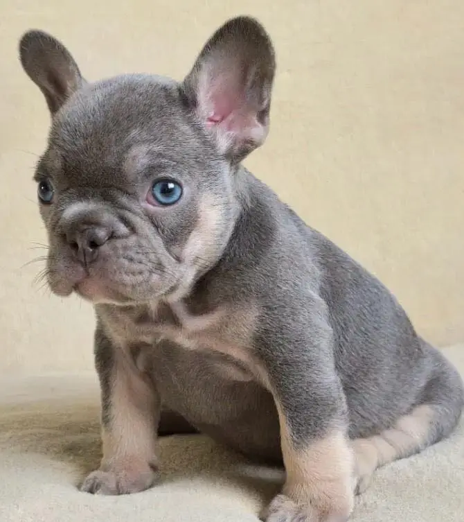French bulldog — photo 7