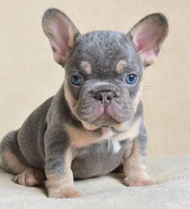 French bulldog — photo 8