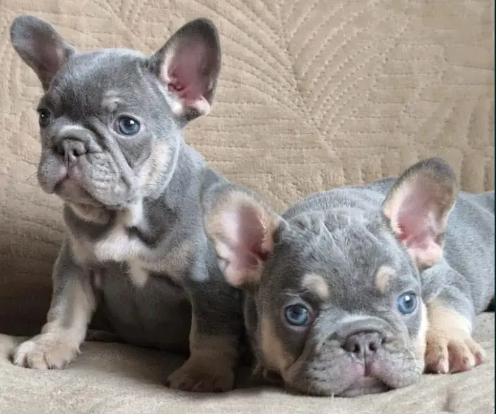 French bulldog — photo 10