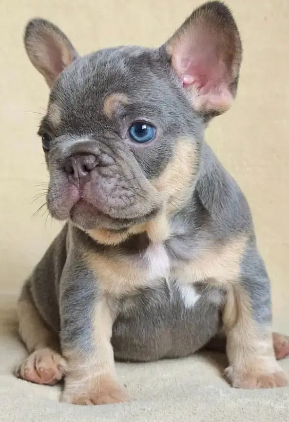 French bulldog — photo 12