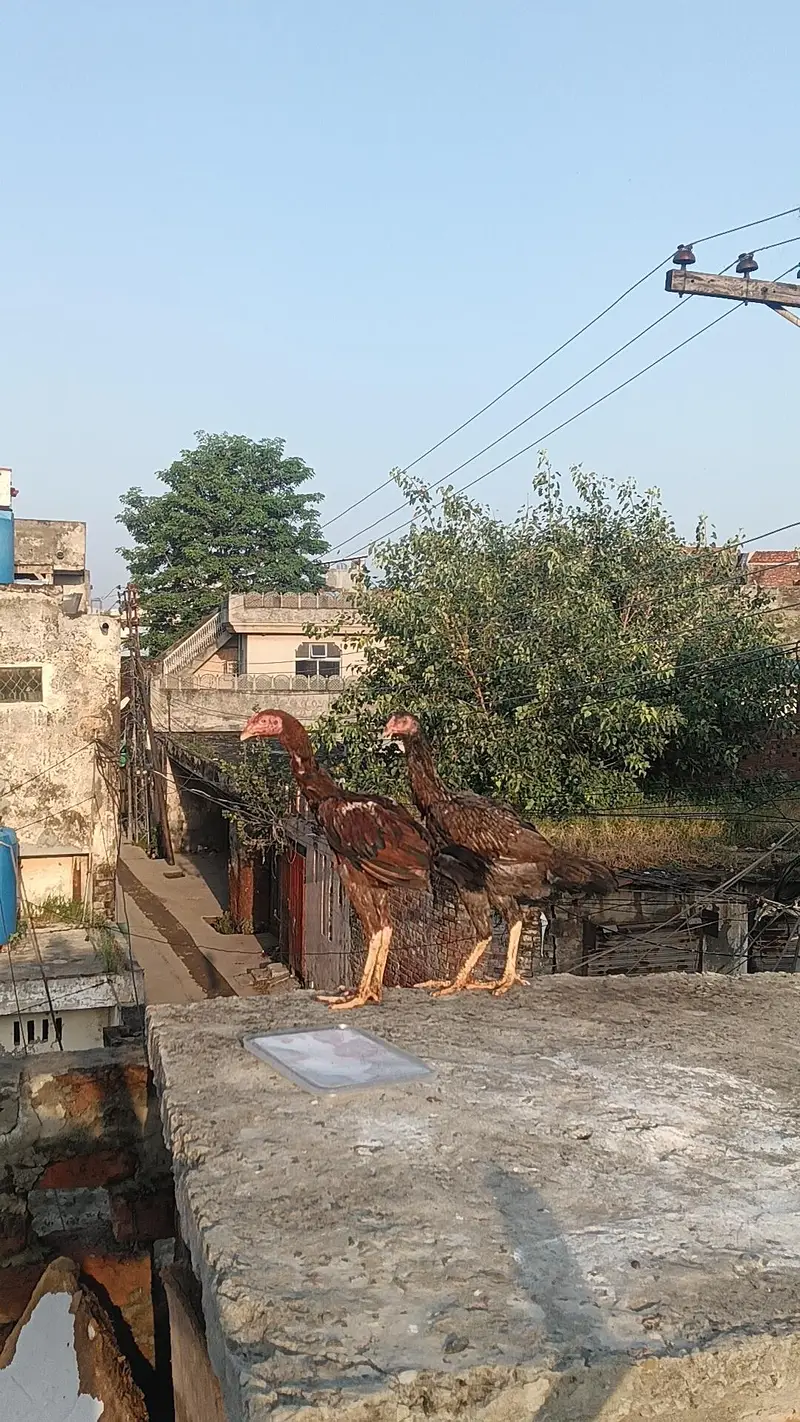 HINT+PAKISTANI — photo 2