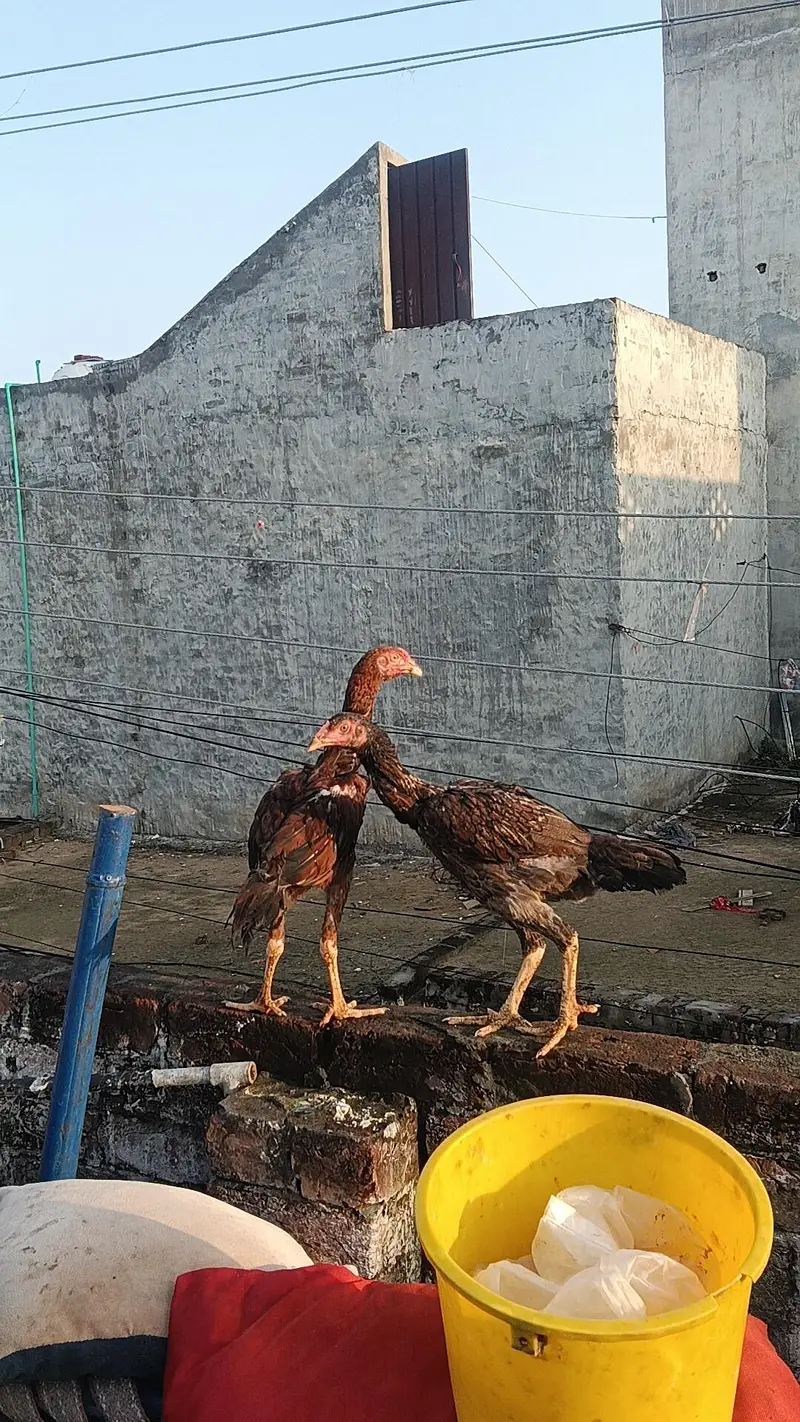 HINT+PAKISTANI — photo 3