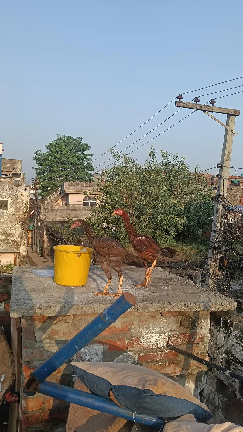 HINT+PAKISTANI — photo 6