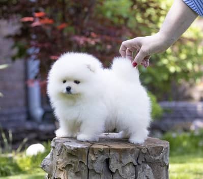 Pomeranian