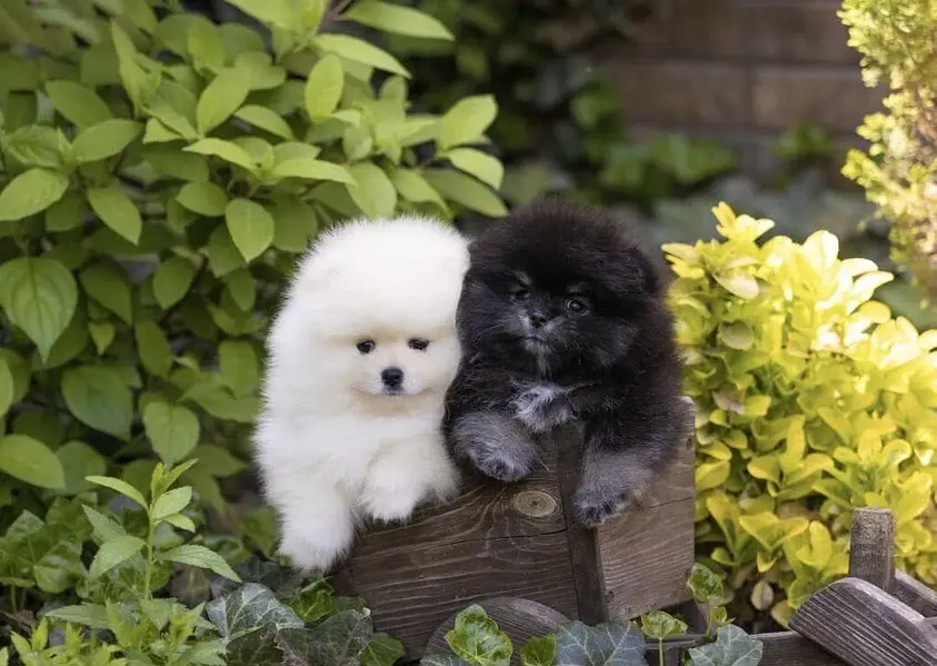 Pomeranian — photo 2