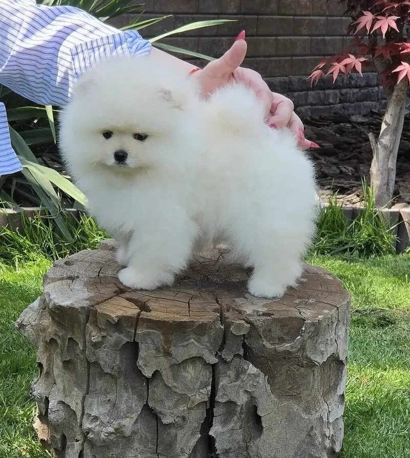 Pomeranian — photo 4