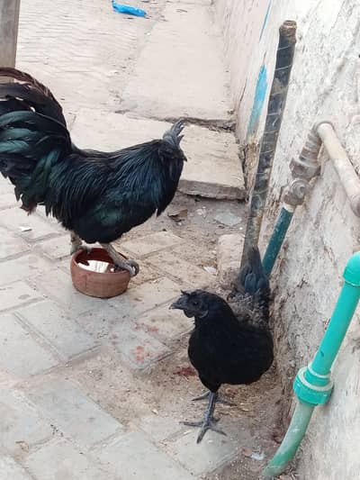 ayam cemani fresh &healthy  pair