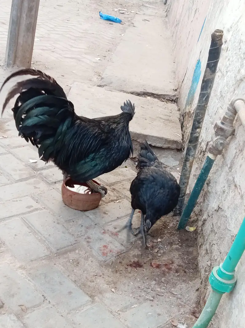 ayam cemani fresh &healthy  pair — photo 2
