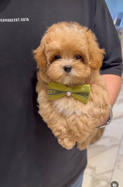Maltipoo