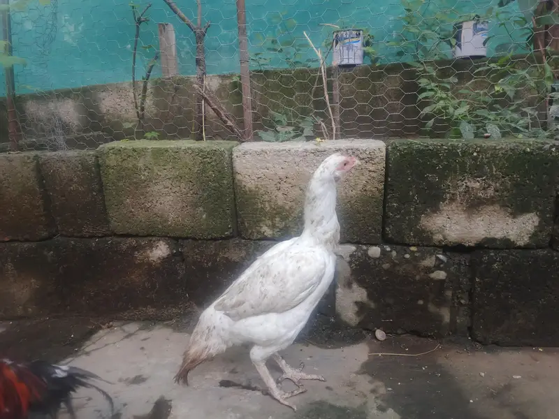 Heera Madi — photo 2