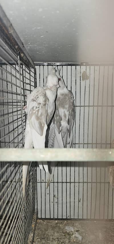 fellow split breeder pair