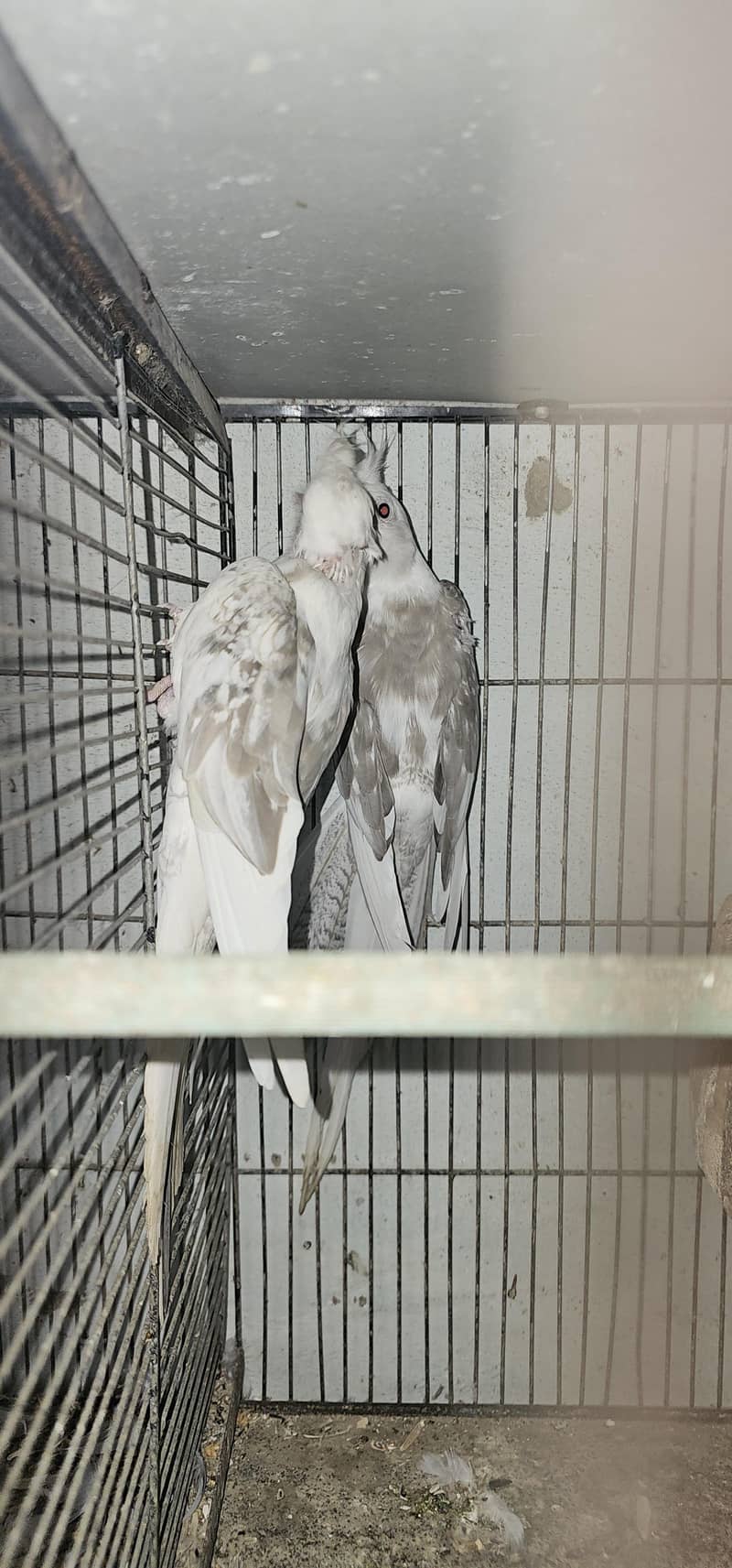 fellow split breeder pair 0