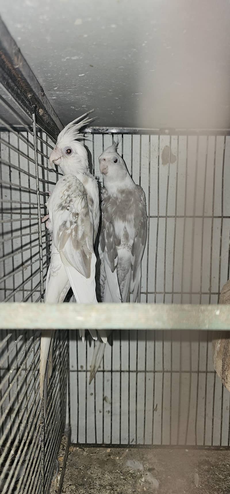 fellow split breeder pair 1