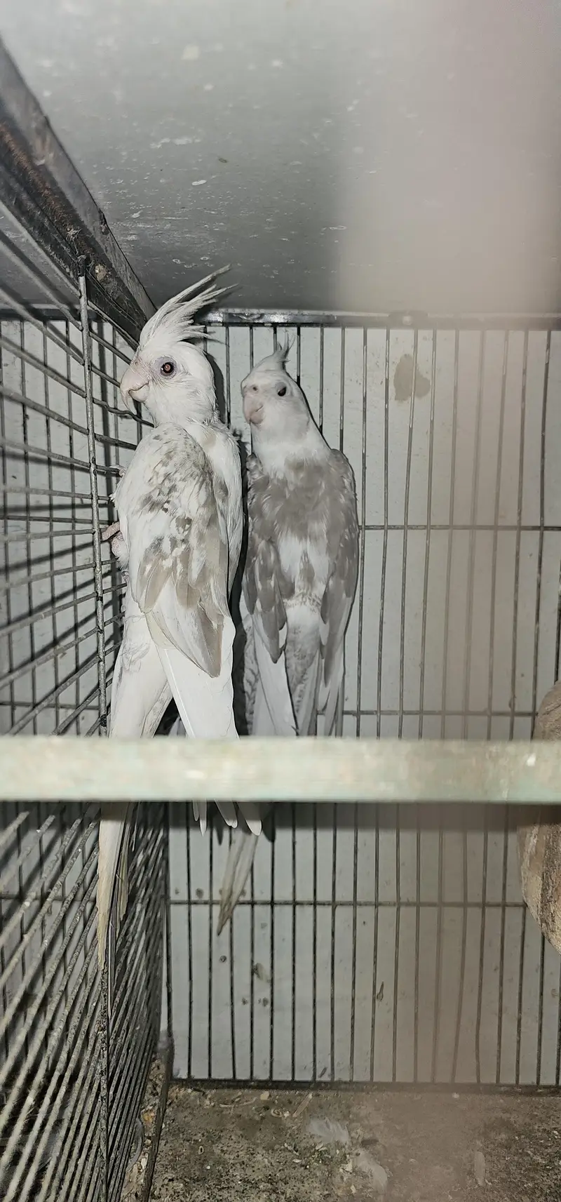 fellow split breeder pair — photo 2