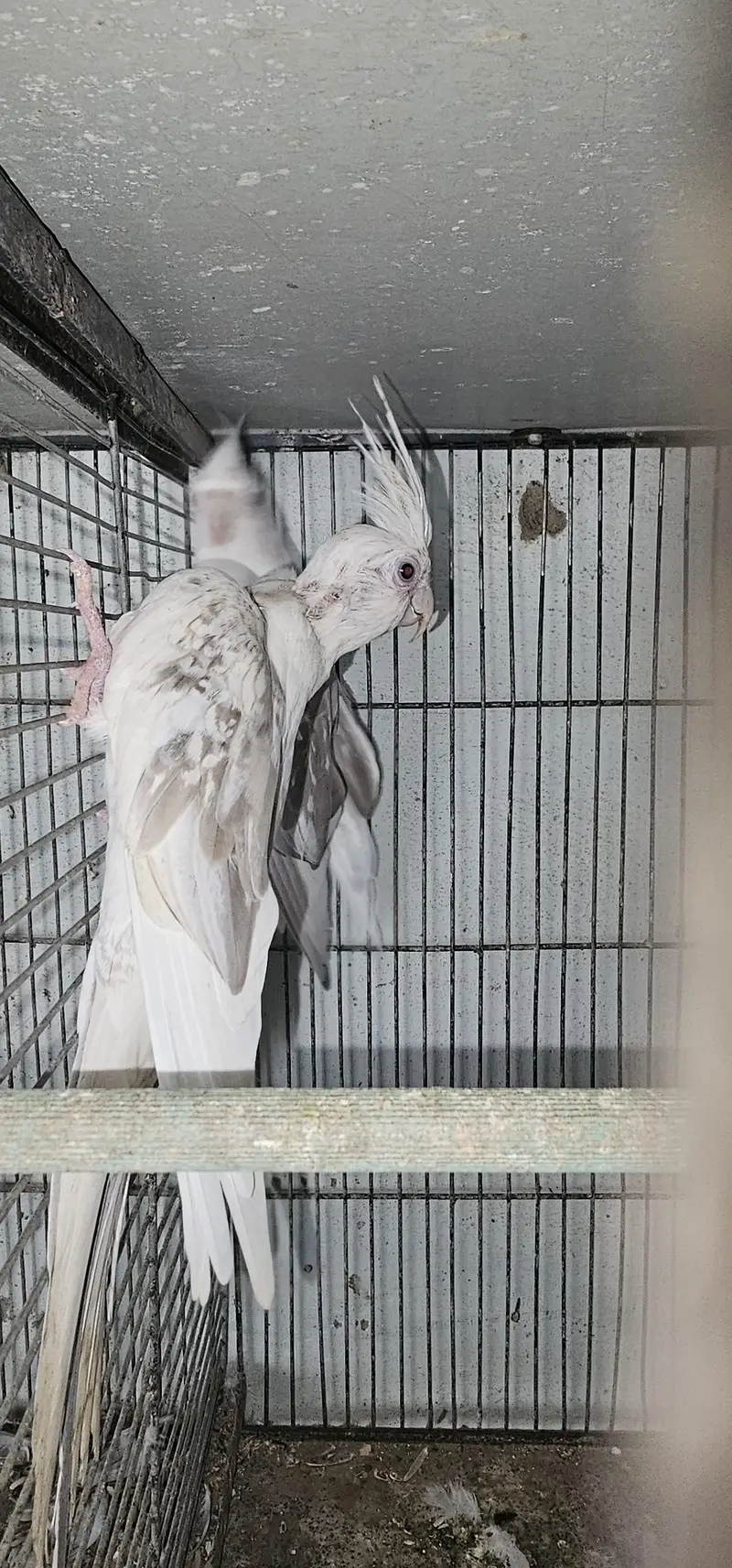fellow split breeder pair — photo 3