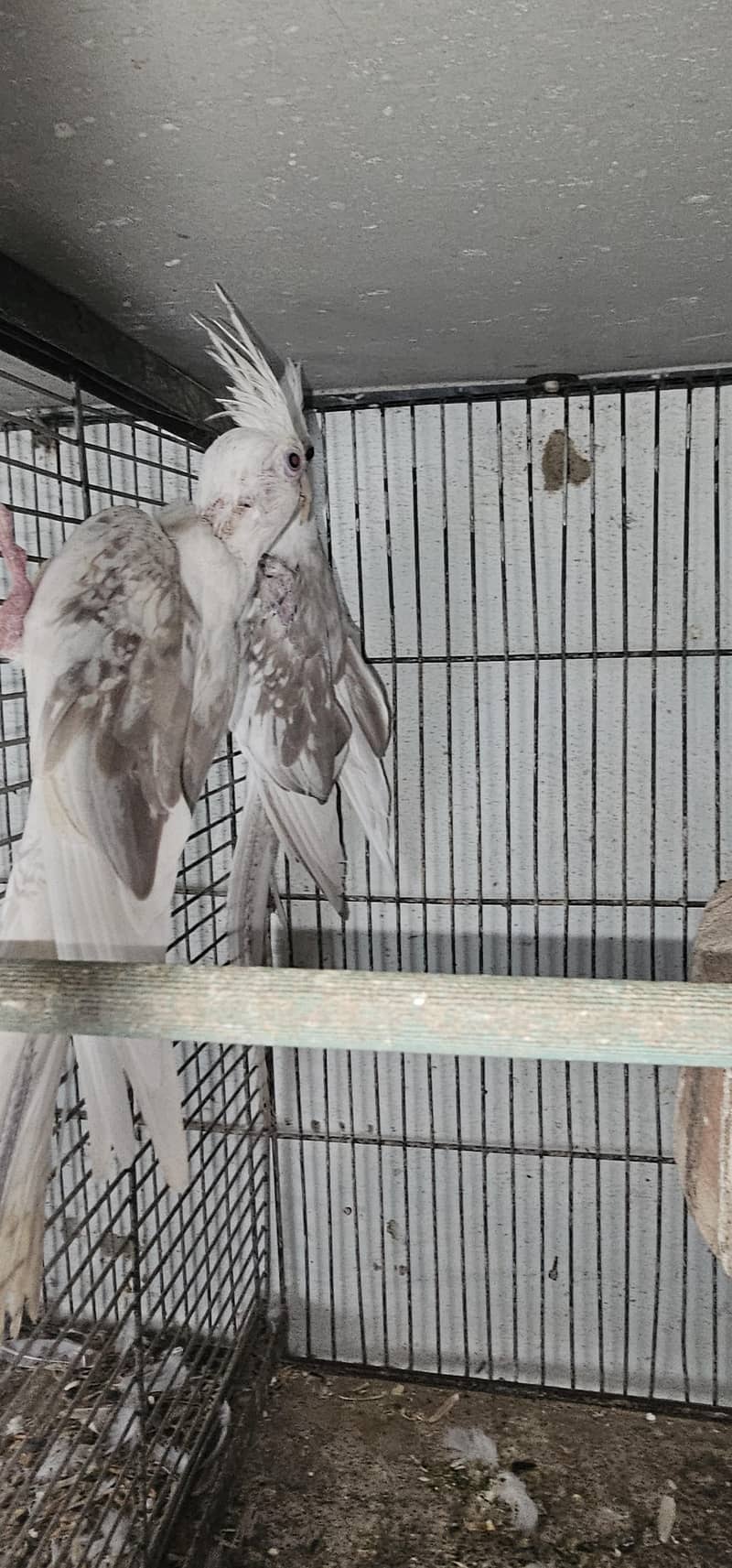 fellow split breeder pair 3