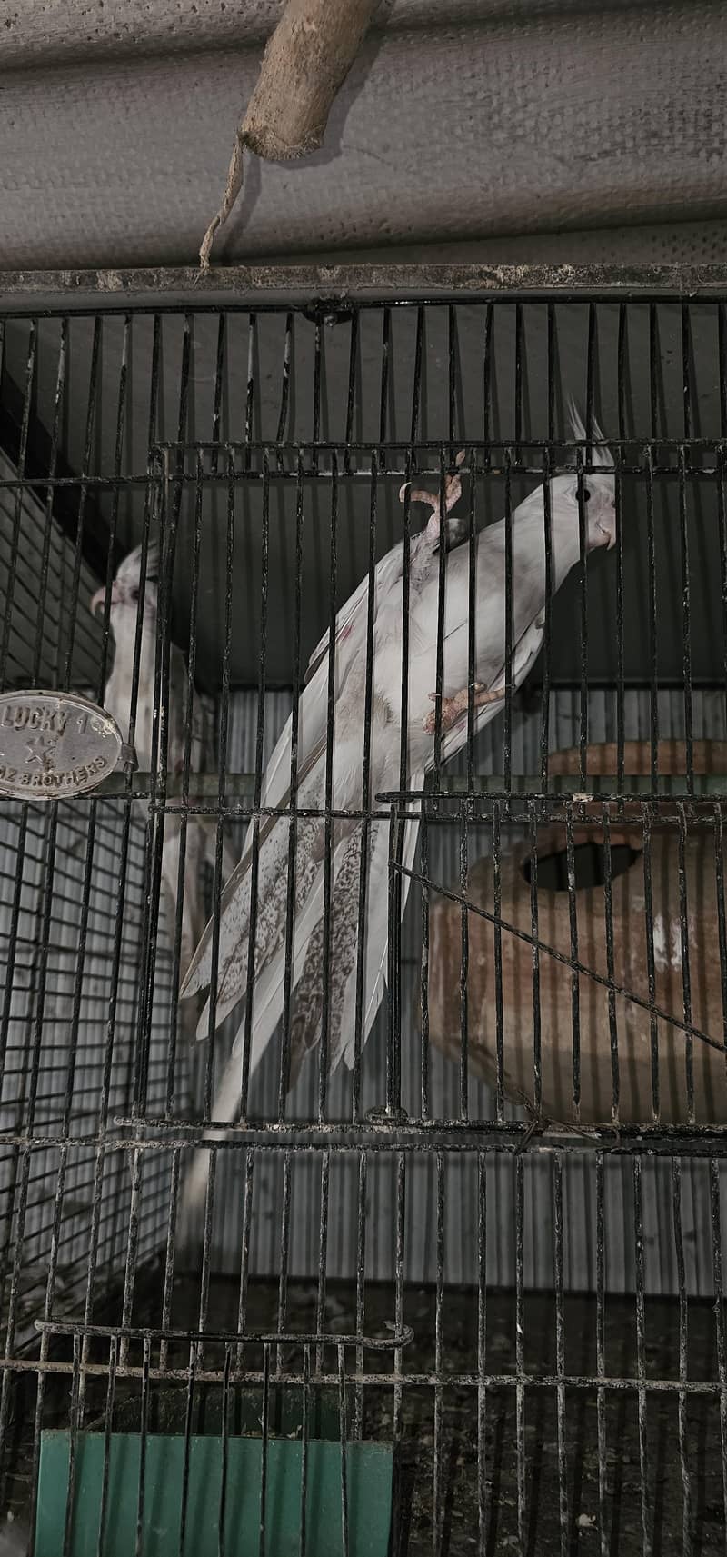 fellow split breeder pair 4