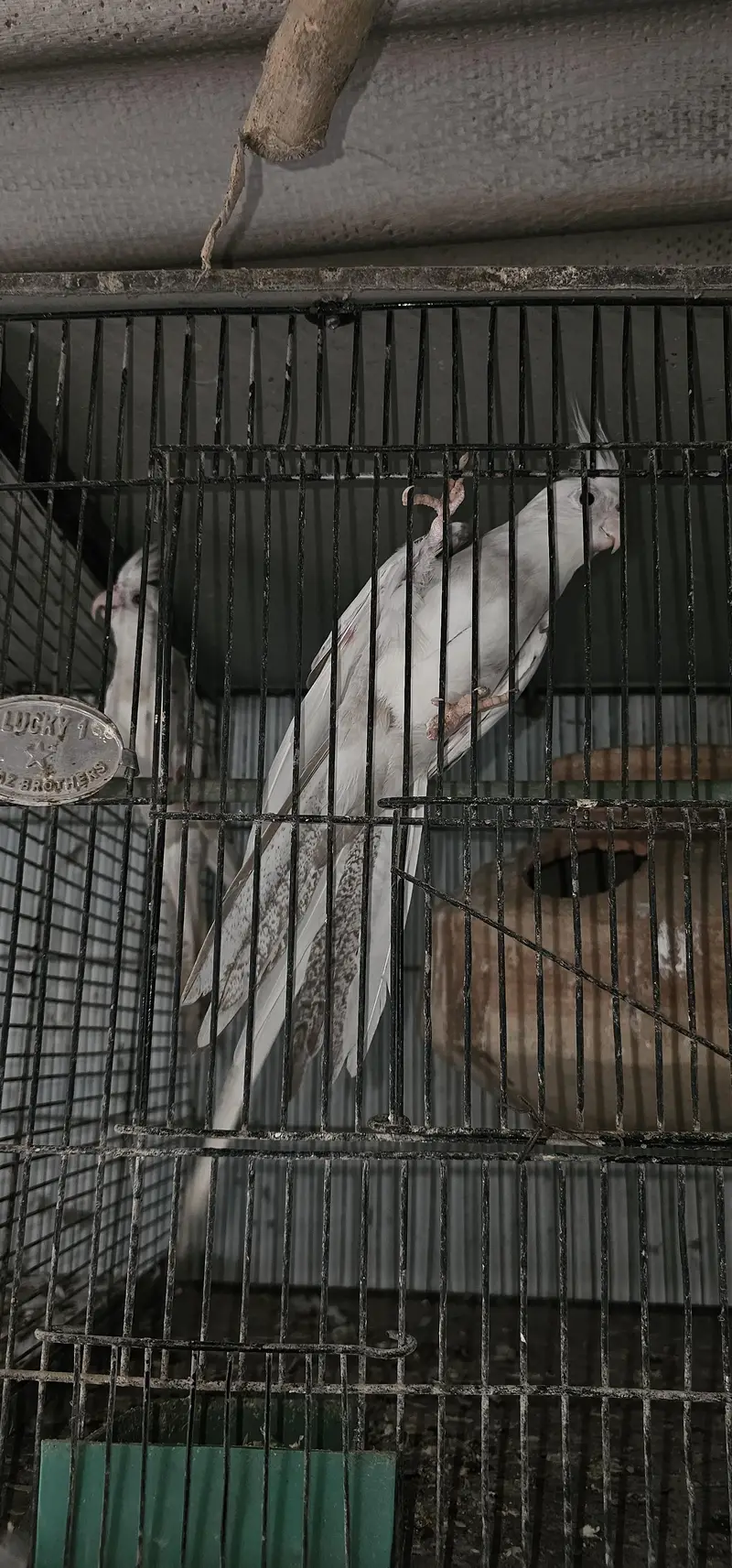 fellow split breeder pair — photo 5