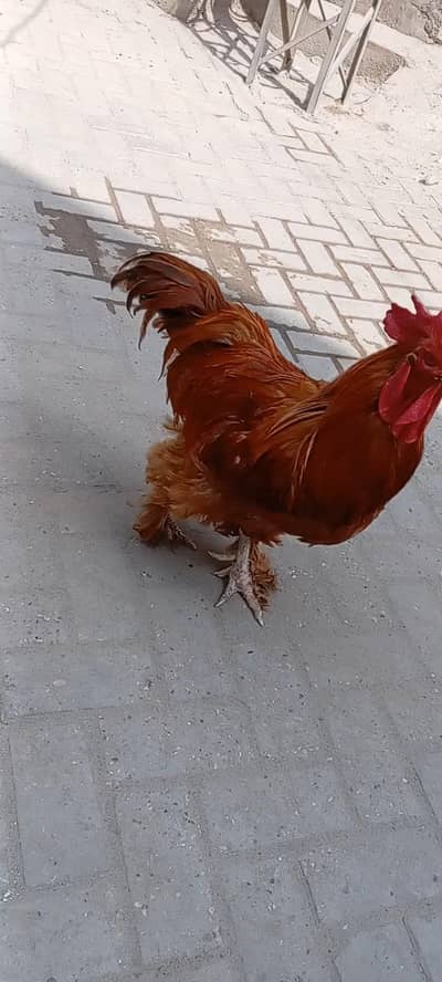 fresh&healthy male