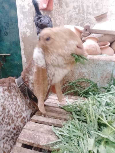 makka Cheeni bakri
