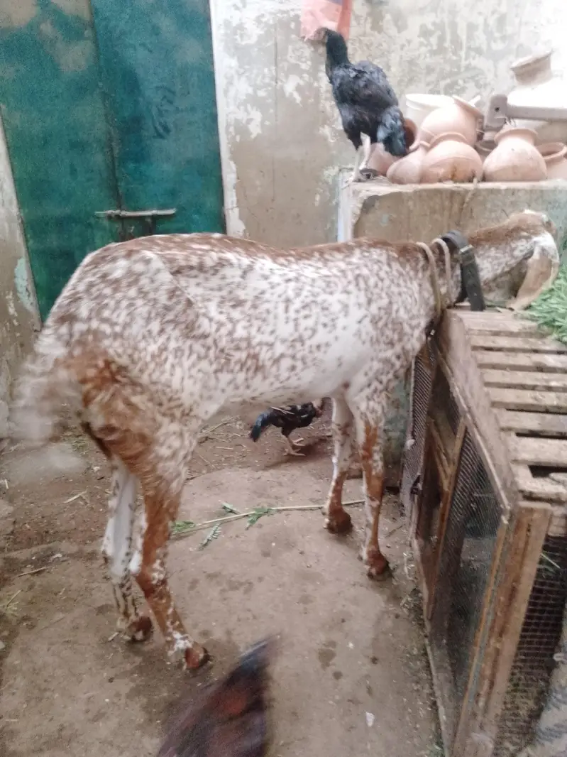 makka Cheeni bakri — photo 2