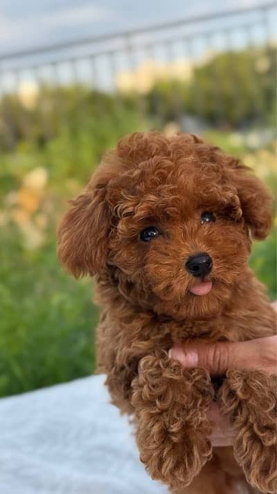 Poodle