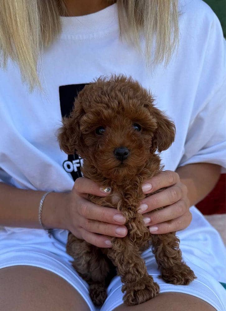 Poodle 1